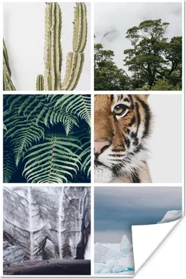 Produktbild von MuchoWow® Poster Collage - Tiger - Pflanzen - Bäume 80x120 cm - Papierdruck
