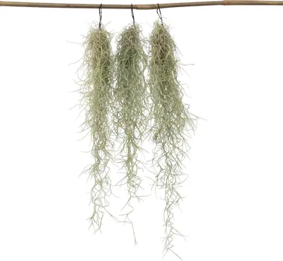 Produktbild von Spanisches Moos - 3 Stk - Tillandsia usneoides - Höhe 25-40cm - ⌀5cm