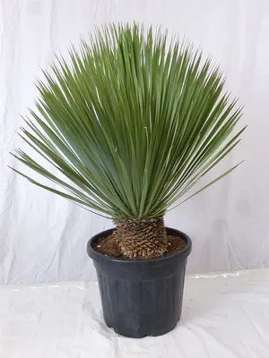 Produktbild von [Palmenlager] XL Yucca rostrata 100/110 cm - Stamm 20/30 cm - Winterharte Palme -