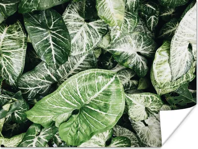Produktbild von MuchoWow® Poster Blätter - Pflanzen - Natur 120x90 cm - Wandbild