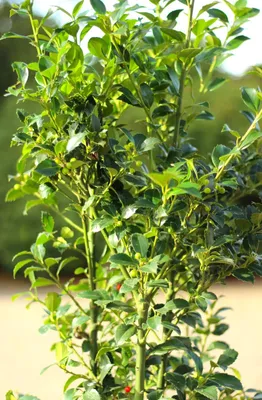 A close-up shot of a green leafy plant with small green berries and a few red berries.