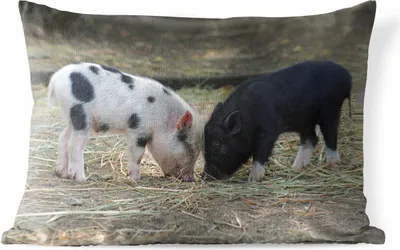 Produktbild von MuchoWow® Outdoor Kissen - Schweine - Ferkel - Stroh - 60x40 cm - Wetterfest - Lounge Kissen - Zierkissen - Kissen für Innenräume