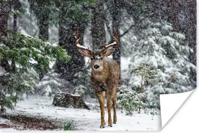 Produktbild von MuchoWow® Poster Rotwild - Schnee - Geweih - Wald 120x80 cm - Bilder