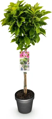 Produktbild von GreenboutiQ - Stamm-Pflanze - Magnolia Susan - Terrassenpflanze - Laubabwerfend - Winterhart - Rosa Blüte - Topf 19cm Höhe 90cm
