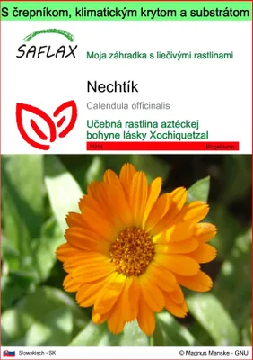 Obrázok produktu pre SAFLAX Garden to go - nechtík - Calendula officinalis - 50 Semená - S črepníkom, klimatickým vekom a pestovateľským substrátom