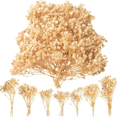Immagine prodotto di Fiori di Schleierkraut essiccati, 50 pezzi, circa 13 cm di lunghezza, bianchi, ideali per decorazioni e lavori manuali