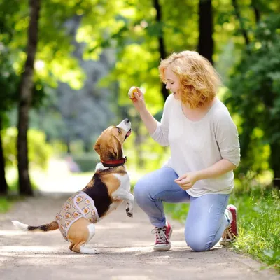 Produktbild von Wiederverwendbare Hundewindeln - 3er Pack Waschbare Hundewindeln - Absorptionsfähigkeit Verstellbare Inkontinenz Hundeschutzhose für weibliche Hunde