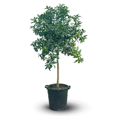 Image de Kumquat - fortunella margarita - agrume méditerranéen - arbre fruitier - ↕ 170-190 cm - ⌀ 35 cm