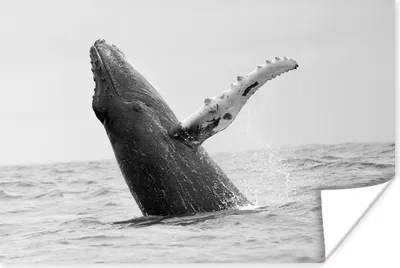Produktbild von MuchoWow® Poster Buckelwal im Meer bei Costa Rica in schwarz-weiß 120x80 cm - Bilder