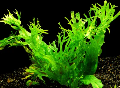 Produktbild von 2 Bund Javafarn 'Windelov' (M. Pteropus Windelov)