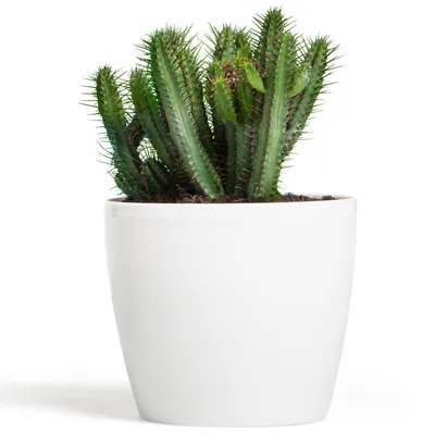 A green succulent plant in a white pot, isolated on a white background.