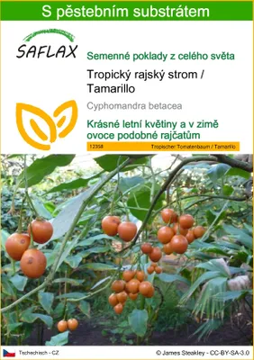 Obrázek produktu pro SAFLAX - Tropický rajský strom / Tamarillo - Cyphomandra betacea - 50 Semena - S pěstebním substrátem bez klíčků