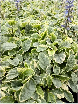 Produktbild von Stauden Gänge 3 x Ajuga reptans 'Variegata' - Kriechender Günsel - Vielseitige Schönheit für schattige Beete - Bienenfreundlich