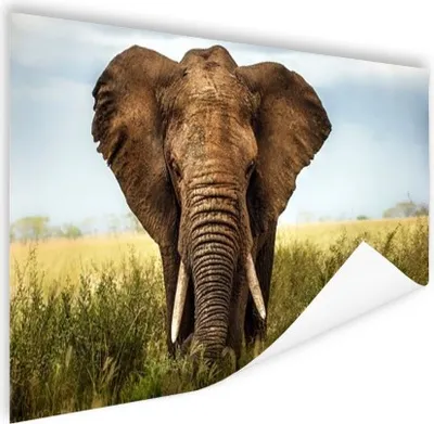 Produktbild von MuchoWow® Poster Afrikanischer Elefant Vorderansicht 180x120 cm - Fotoplakat