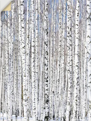 Produktbild von ARTland Wandbild, selbstklebend Winterbirkenwald Wintergelassenheit Größe: 45x60 cm