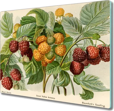 Produktbild von Coloray Schneidebrett Herdabdeckplatte 60x52 cm Kochplattenabdeckung Hackbrett Küchenbrett - Früchte Beeren
