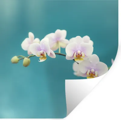Produktbild von MuchoWow® Wandtattoo Wandsticker Wandaufkleber Orchidee - Blumen - Pflanze - Weiß - Lila 30x30 cm Selbstklebend und Repositionierbar - Repositionierbar - Wasser abweisend