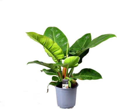 Obrázek produktu pro Philodendron Imperial Green cca 40 cm - stálezelená pokojová rostlina, snadná péče, čistí vzduch, dekorativní stromek přítel