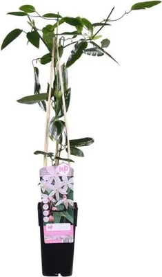 Obrázek produktu pro Clematis armandii Apple Blossom - vždyzelená klematis - svetle ružové kvety
