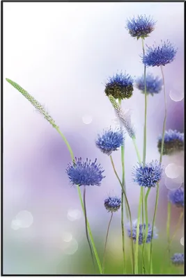 Produktbild von Wallario Wandbild Abstrakte lila Blume, Größe: 61 x 91,50 cm, Poster mit schwarzem Aluminiumrahmen