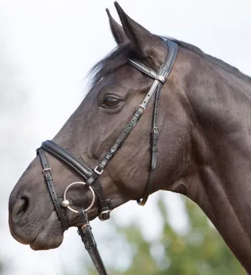 Produktbild von Kieffer Trensenzaum Ultrasoft 384 schwarz, Größe Pferd:G-Pony/VB