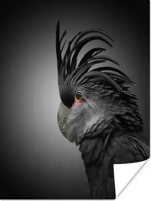 Produktbild von MuchoWow® Poster Schwarzer Kakadu mit dunklem Hintergrund 120x160 cm - Wandbilder