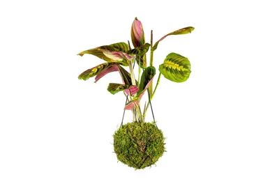Obrázek produktu pro Gardners Kokedama Marantha leuconeura Fascinator (L)