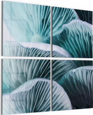 Produktbild von DEQORI Glasbild Echtglas 4x50x50 cm 'Leuchtende Pilzlamellen' Wandbilder XXL groß