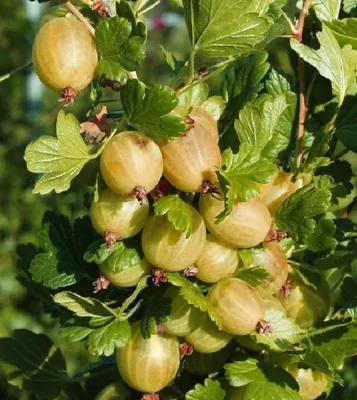 Produktbild von Stachelbeere Hinnonmäki rot, gelb, Invicta Murines Remarka Busch, Fuß- Hochstamm, Beeren Pflanzenform:Buschform, Sorte:Hinnonmäki gelb