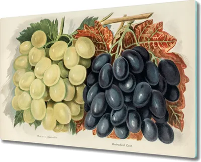 Produktbild von Coloray Herdabdeckplatte 80x52 cm Schneidebrett Kochplattenabdeckung Küchenbrett Hackbrett - Obst Trauben Blätter