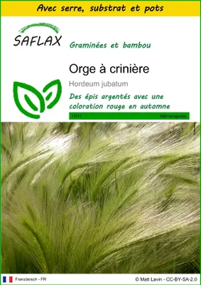Image de SAFLAX Ensemble de culture - Orge à crinière - 70 graines - Hordeum