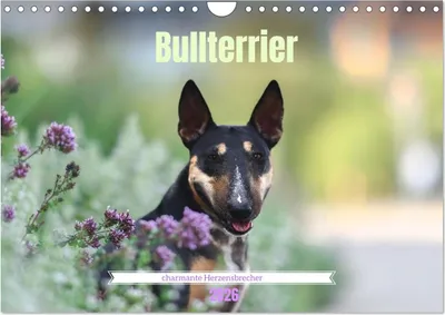 Produktbild von Bullterrier - charmante Herzensbrecher (Wandkalender 2026 DIN A4 quer), CALVENDO Monatskalender