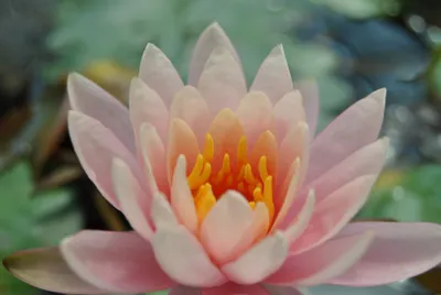 Produktbild von Nymphaea x cult.'Fabiola', Seerose, rosa, ca. 11x11 cm Topf