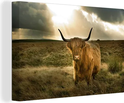 Produktbild von OneMillionCanvasses® - Leinwandbilder - 140x90 cm, Schottisches Hochlandrind - Sonne - Gras, Wandbilder Wohnzimmer Hochland Rind - Tier Wanddekoration - Hochland Rind - Kuh - Gemälde auf Holzrahmen