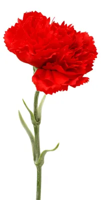 Produktbild von Künstliche Nelke, realistische Seidenblume, Stiel, für Hochzeiten, Partys, drinnen und draußen, Geschenk zum Muttertag oder Lehrertag