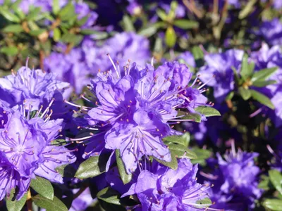 Produktbild von Zwerg-Alpenrose Lauretta - Rhododendron russatum Lauretta - 20-30cm