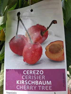 Produktbild von Süßkirsche 'Große Prinzessinkirsche' Hochstamm 160–200 cm – Prunus avium 'Napoleon' – aromatische Edelkirsche im Topf