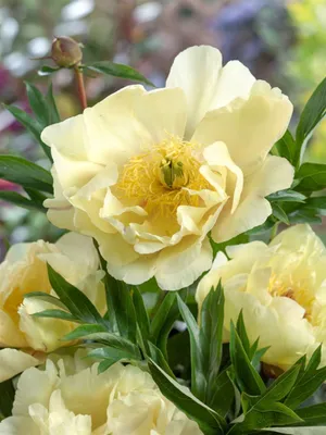 Produktbild von Paeonia mlokosewitschii, gelbe Pfingstrose, ca. 11x11 cm Topf