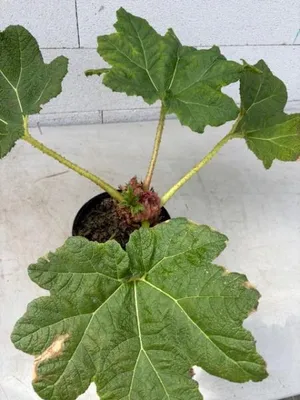 Produktbild von Mammutblatt - Gunnera manicata - Staude