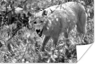 Produktbild von MuchoWow® Poster Weißer Wolf im Gras in Schwarz und Weiß 180x120 cm - Fotoplakat