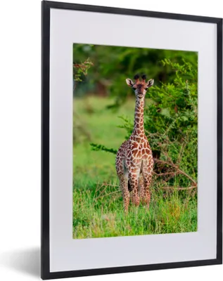 Produktbild von MuchoWow® MuchoWow® Gerahmtes Poster Baby - Giraffe - Pflanzen 30x40 cm - Poster mit zchwarzem Bilderrahmen - Wandposter Schlafzimmer