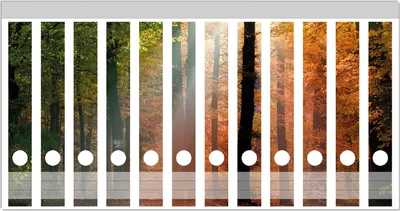 Produktbild von Wallario Ordnerrücken Sticker, selbstklebend für schmale Ordner, 12 Stück, Motiv Sonnenuntergang im Herbstwald