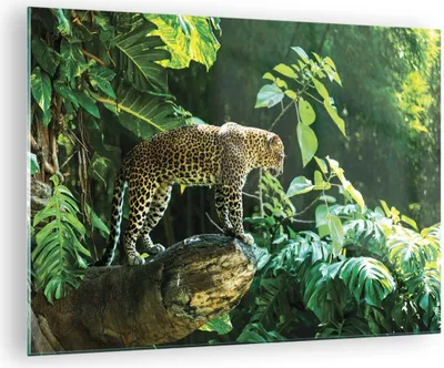 Produktbild von Bilder auf glas - Einteilig - Dschungel Leopard Panther - 70x50cm - Glasbilder - Wandbilder - Bilder - zum Aufhängen bereit - Wanddekoration aus Glas - Glas Bilder - Wandbild auf Glas - GAA70x50-4502