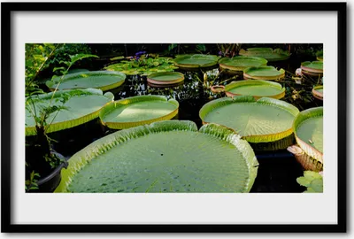 Produktbild von Bild 60x40 MDF-Rahmen Wandkunst Leaves See Natur