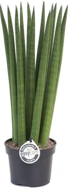 Produktbild von Sansevieria Cylindrica Straight ca. 40 cm Bogenhanf Schwiegermutterzunge bessere Raumluft