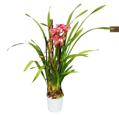 Image de Cymbidium Orchidee - Kahnorchidee - L'orchidée pour chambres froides rouge