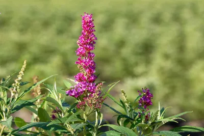 Produktbild von Buddleja davidii 'Butterfly Tower', Schmetterlingsflieder, 40–60 cm