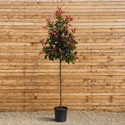 Produktbild von Glanzmispel Hochstamm Red Robin 200-250 cm, Stammumfang 6-8 cm - Photinia fraseri Hochstamm, immergrün
