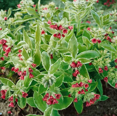 Produktbild von Pulmonaria rubra, Lungenkraut, rotblühend, ca. 9x9 cm Topf