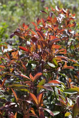 Produktbild von Photinia fraseri 'Red Robin', Glanzmispel, rot, 60–100 cm